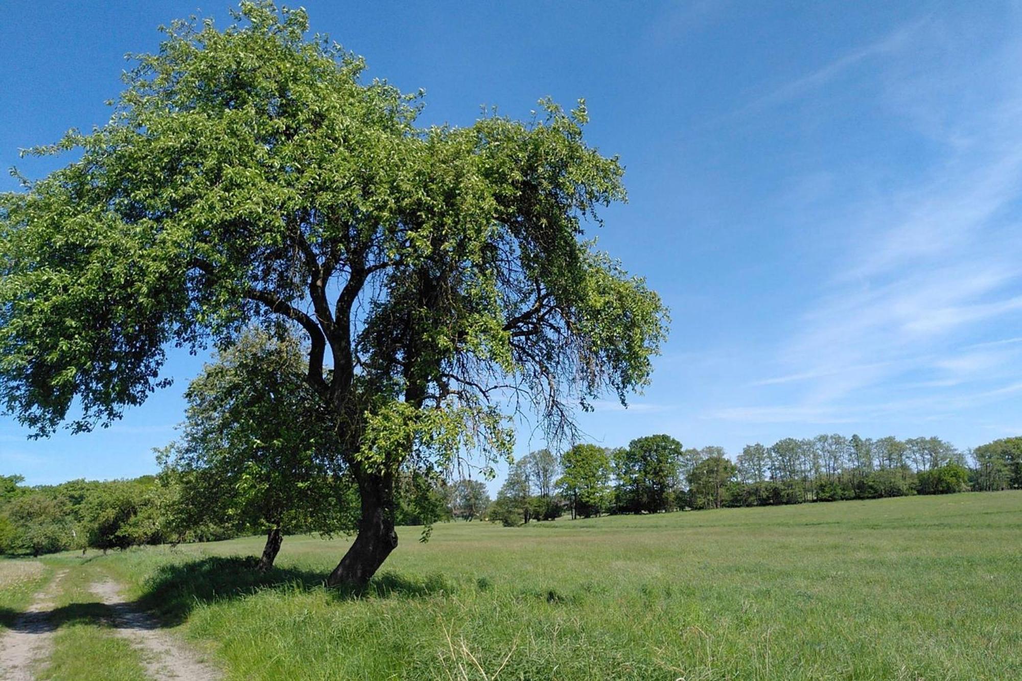 Ferienwohnung Zur Pferdekoppel Bömitz Kültér fotó